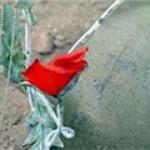 روایتی از زنده به گور شدن رزمنده ۱۵ ساله